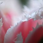 Detail eines Tulpenblattes 2