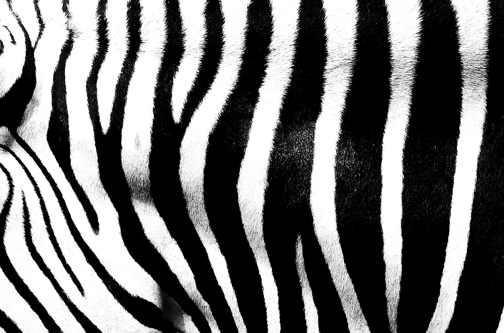 Detail eines Zebras