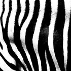 Detail eines Zebras