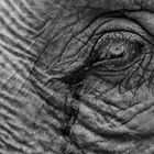 Detail - Elefant