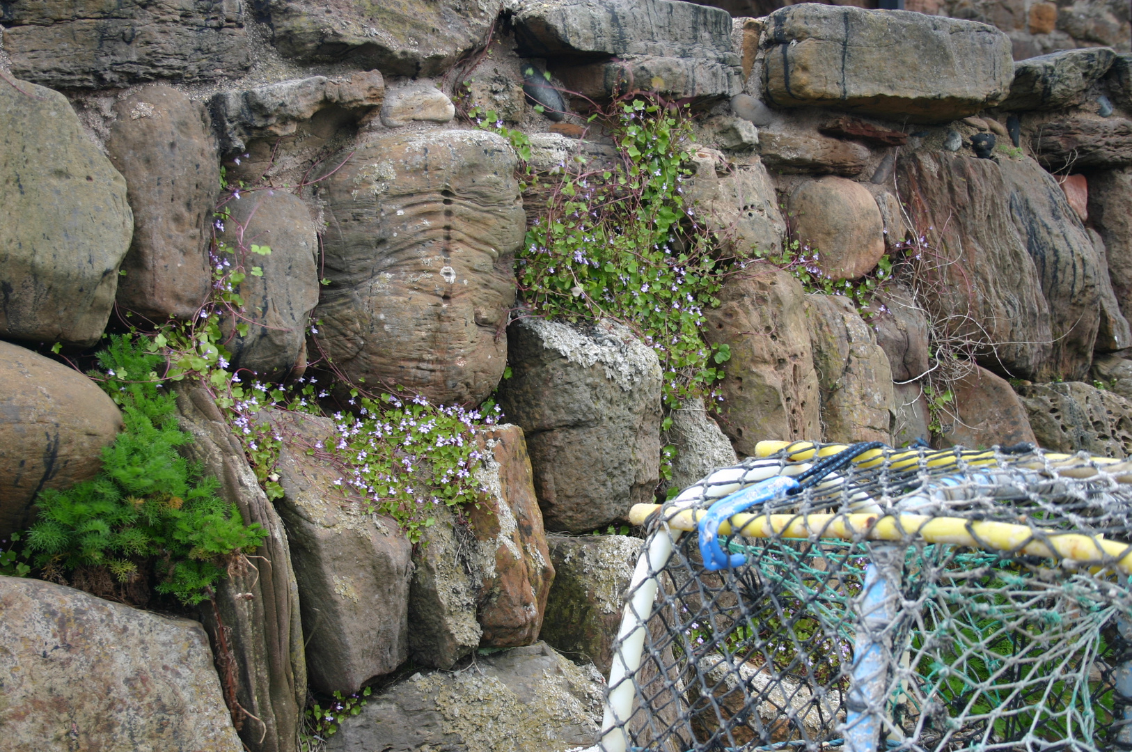 Detail from Crail Harbour