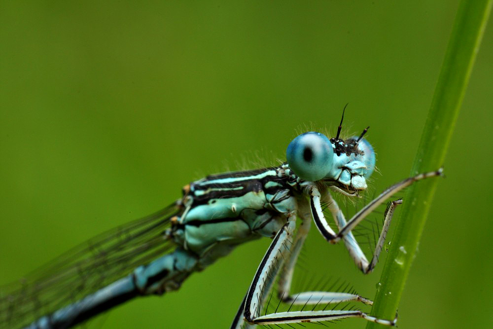 Detail gemeine Becherjungfer