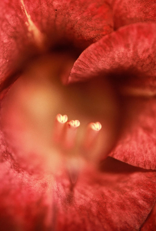 Detail Gladiole