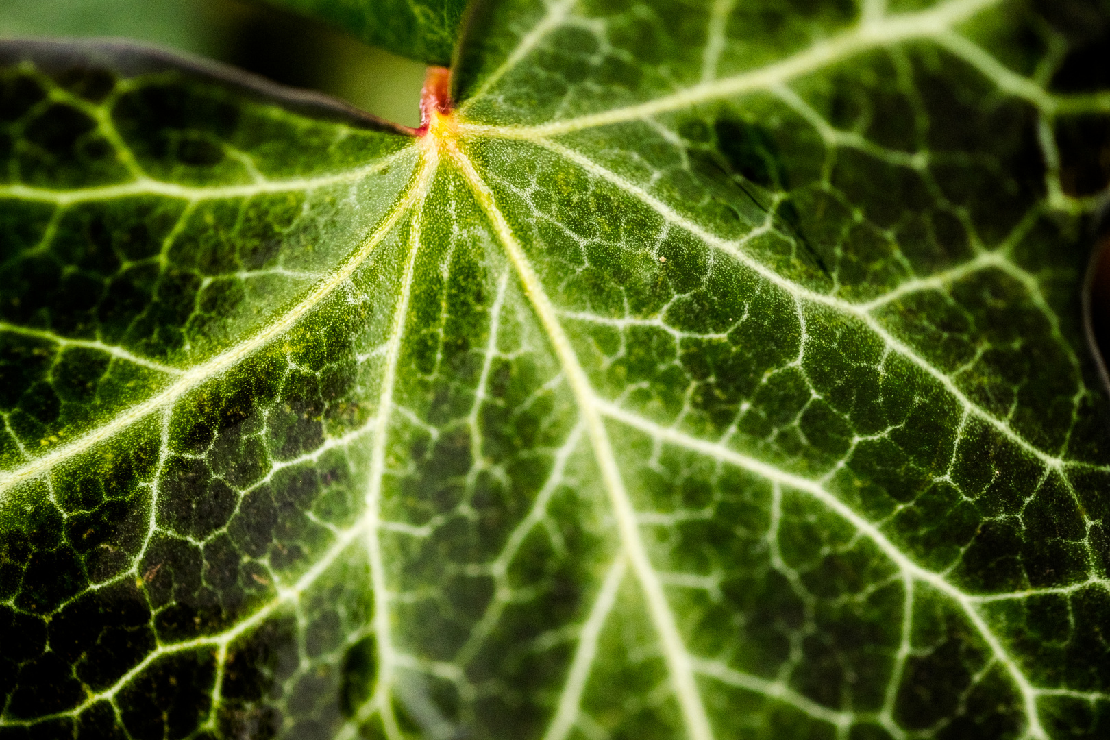 Detail im Blatt