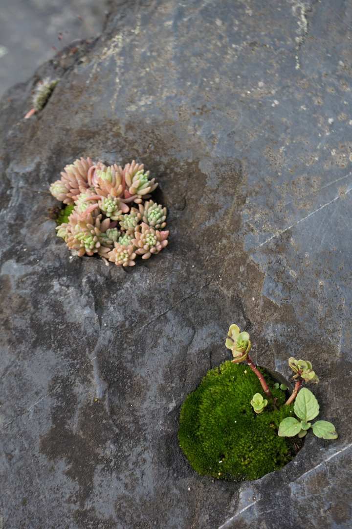 Detail im Botanischen Garten Hamburg