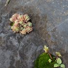 Detail im Botanischen Garten Hamburg