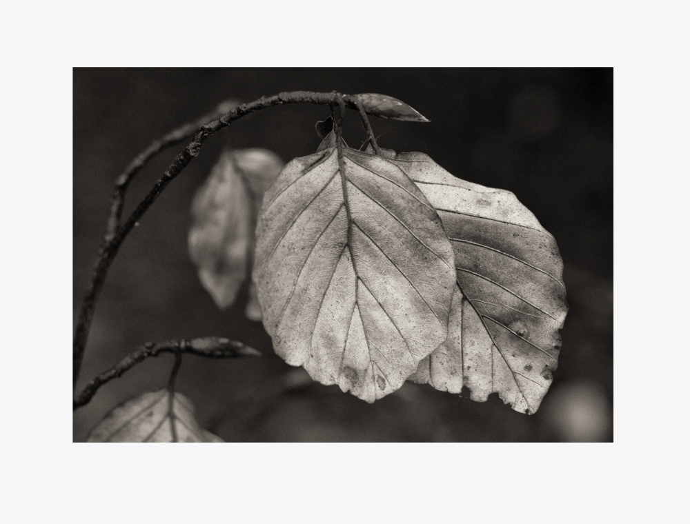 Detail in meinem Wald