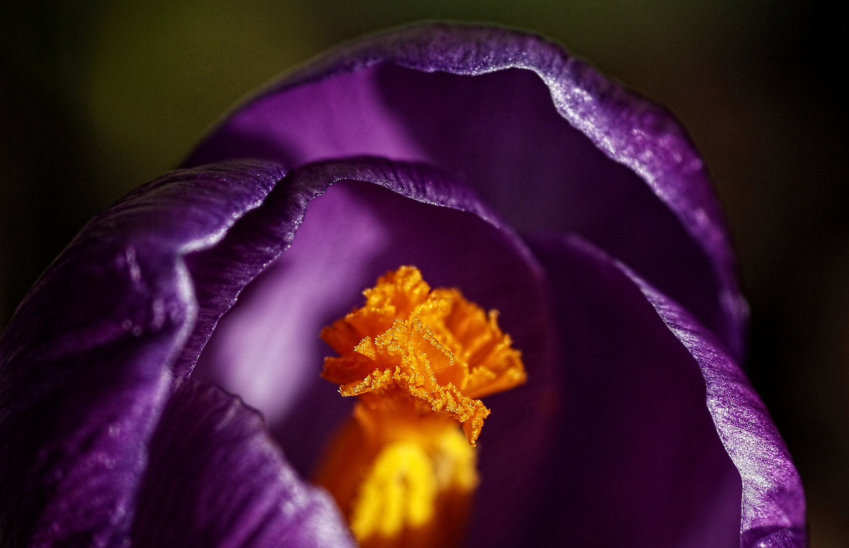 Detail of a Crocus