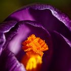 Detail of a Crocus