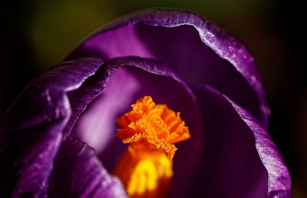 Detail of a Crocus