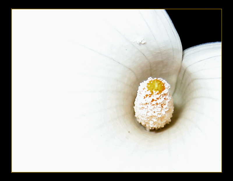 Detail of a white flower