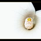 Detail of a white flower