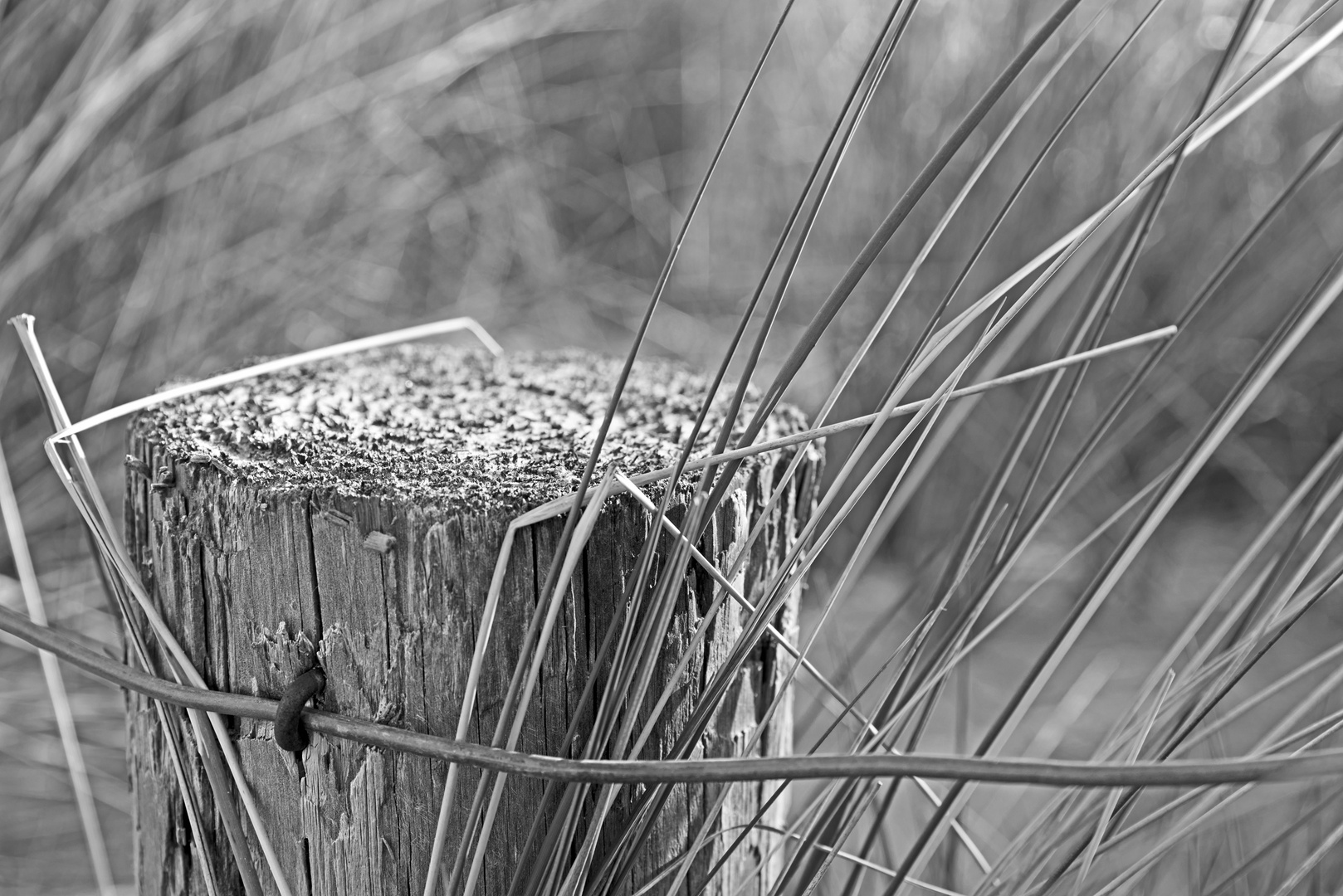 detail of beach grass and a fence post at Warnemünde beach