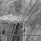 detail of beach grass and a fence post at Warnemünde beach