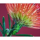 Detail Protea