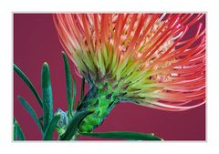 Detail Protea