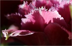 Detail Vierländertulpe im Sonnenlicht