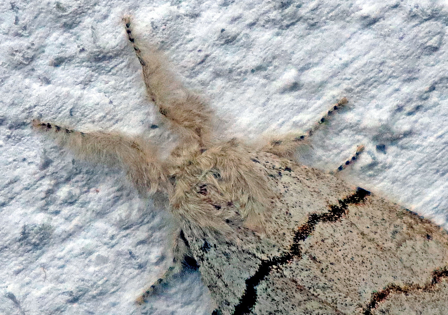 Detail vom Buchen-Streckfuß (Calliteara pudibunda)