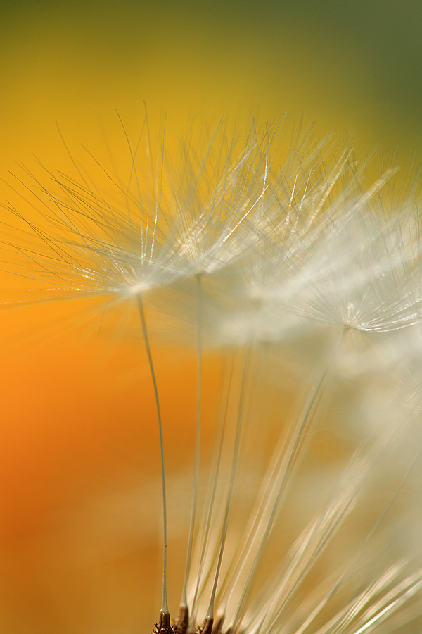 Detail vom Löwenzahn ( Pusteblume)