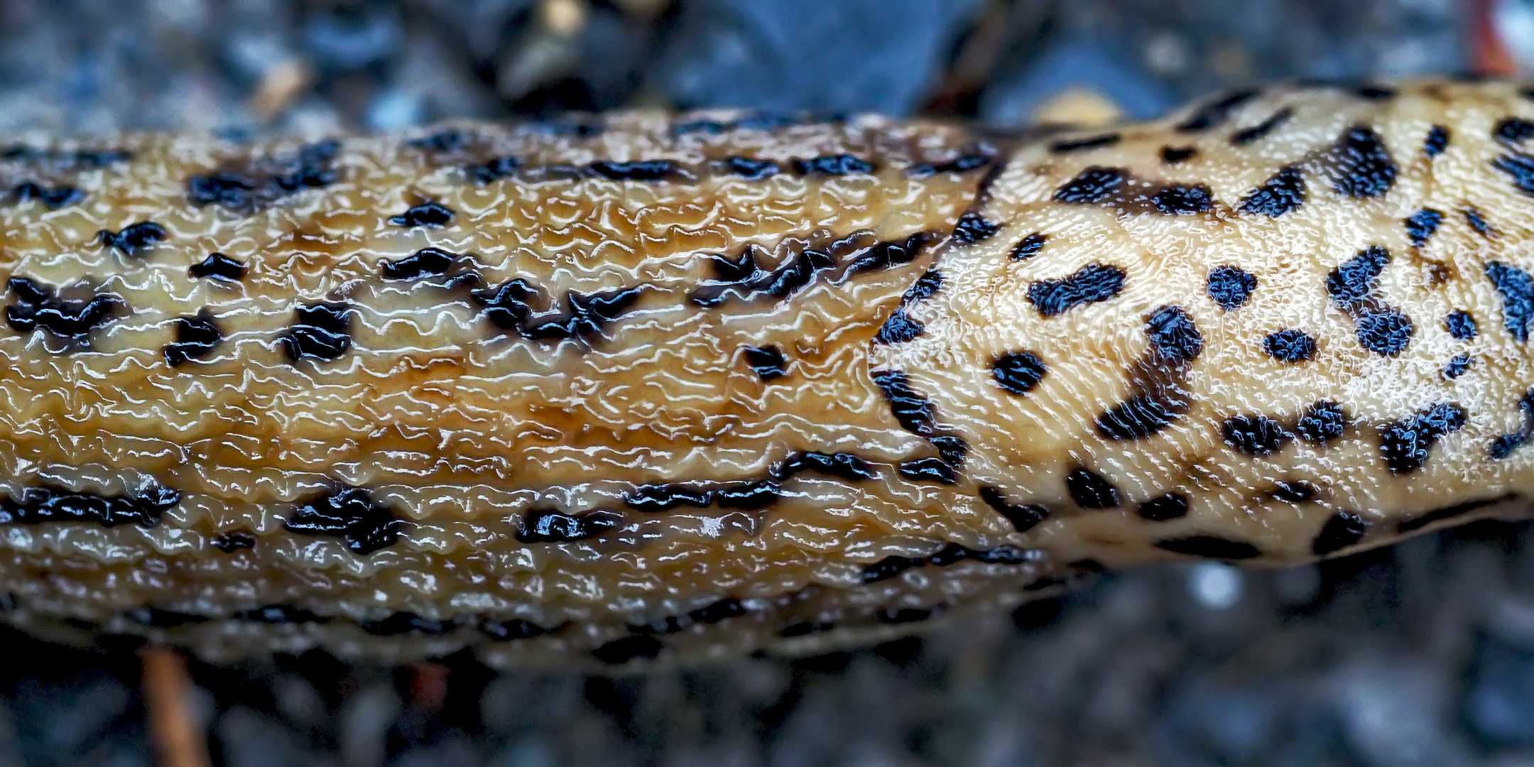 Detail vom Tigerschnegel (Limax maximus), ein Nützling! - La limace léopard est très utile!