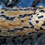 Detail vom Tigerschnegel (Limax maximus), ein Nützling! - La limace léopard est très utile!