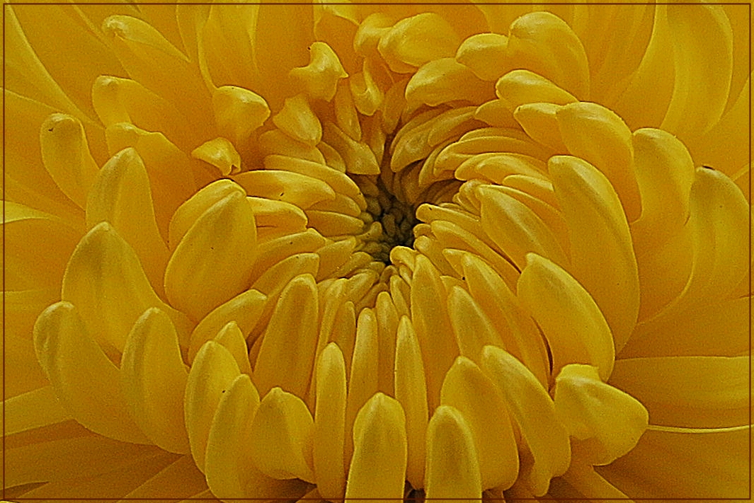 Detail von einer Chrysanthemen-Blüte