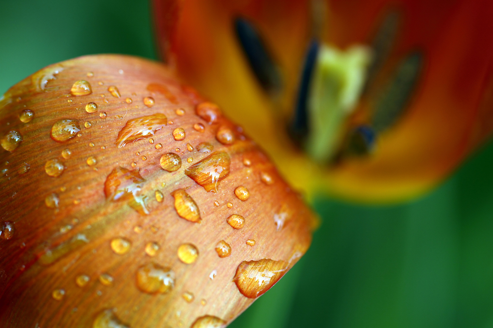 Detail von Tulpe mit Regentropfen