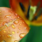 Detail von Tulpe mit Regentropfen