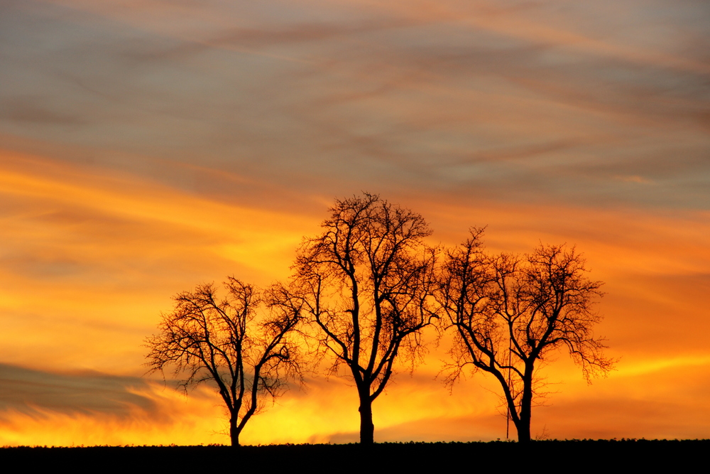 Detail zu Abendstimmung