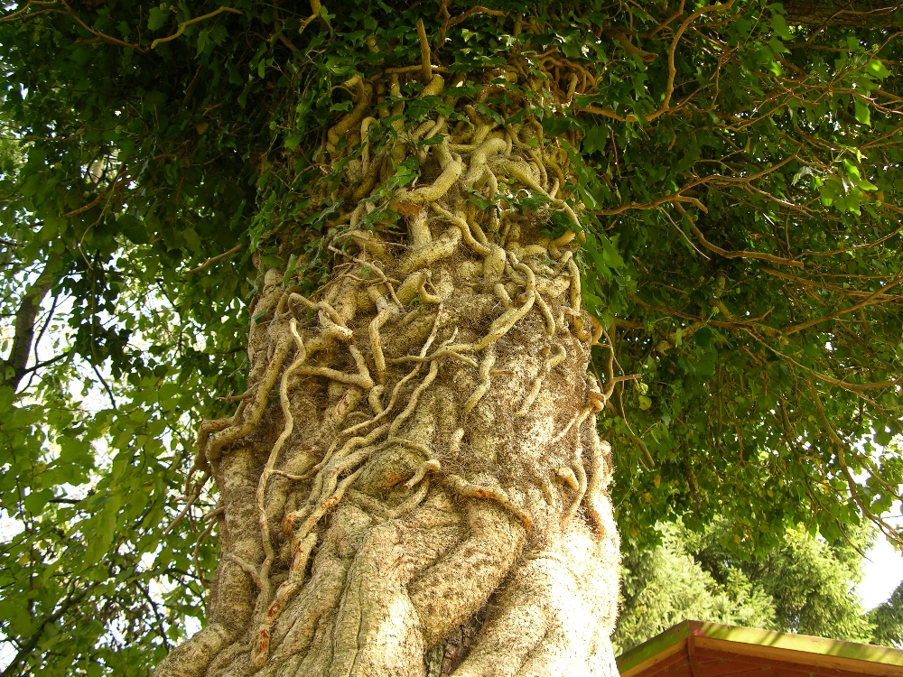 Detail zu Tötung auf Zeit