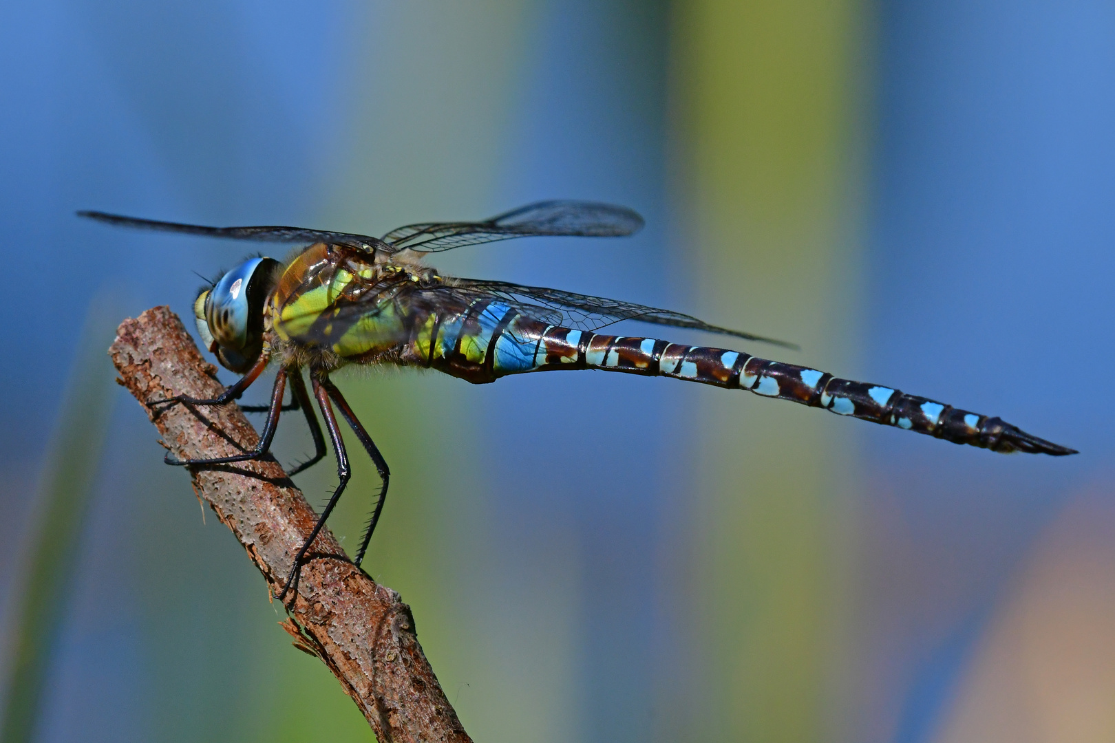 Detailansicht: Aeshna mixta (Herbst-Mosaikjungfer)