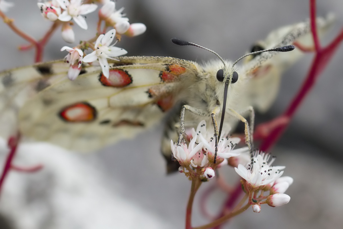 Detailansicht Apollofalter