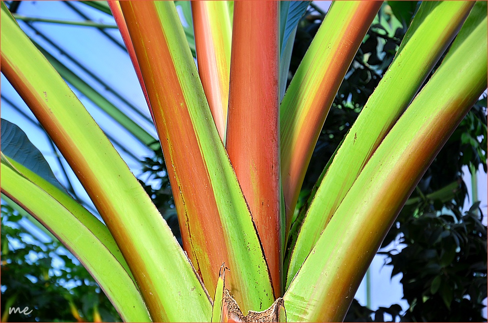 Detailansicht der riesigen Bananenpalme....