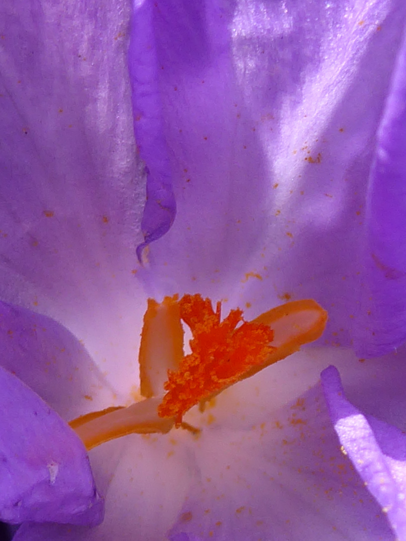 Detailansicht einer Blüte