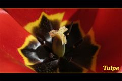 Detailansicht - Rote Tulpe
