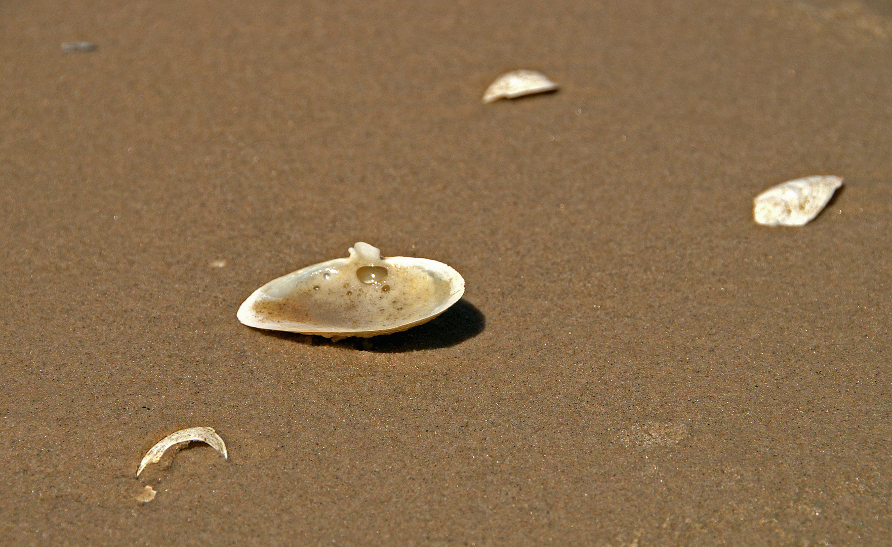 Detailaufnahme am Strand von Usedom