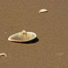 Detailaufnahme am Strand von Usedom