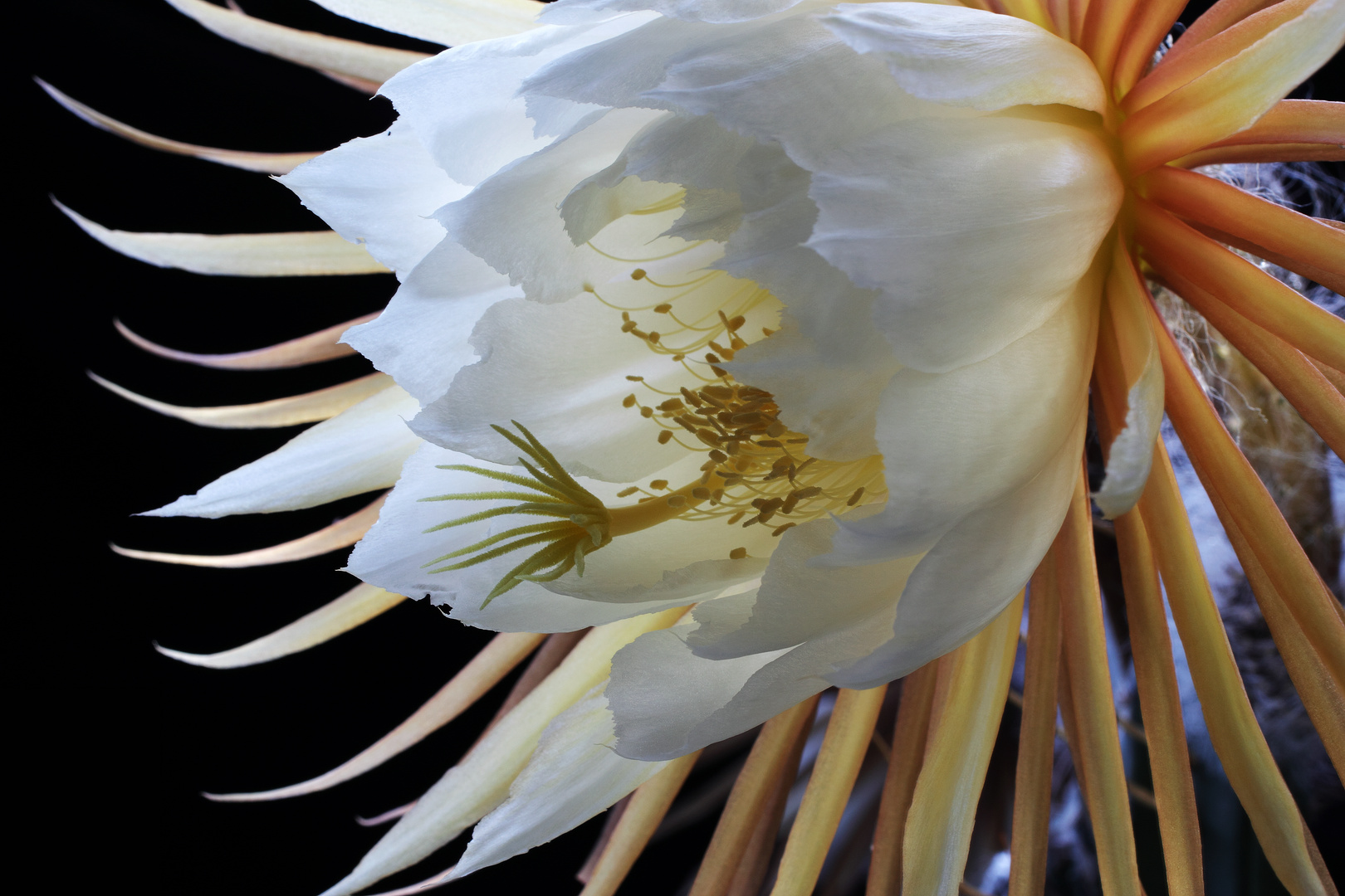 Detailaufnahme Blüte der "König der Nacht"