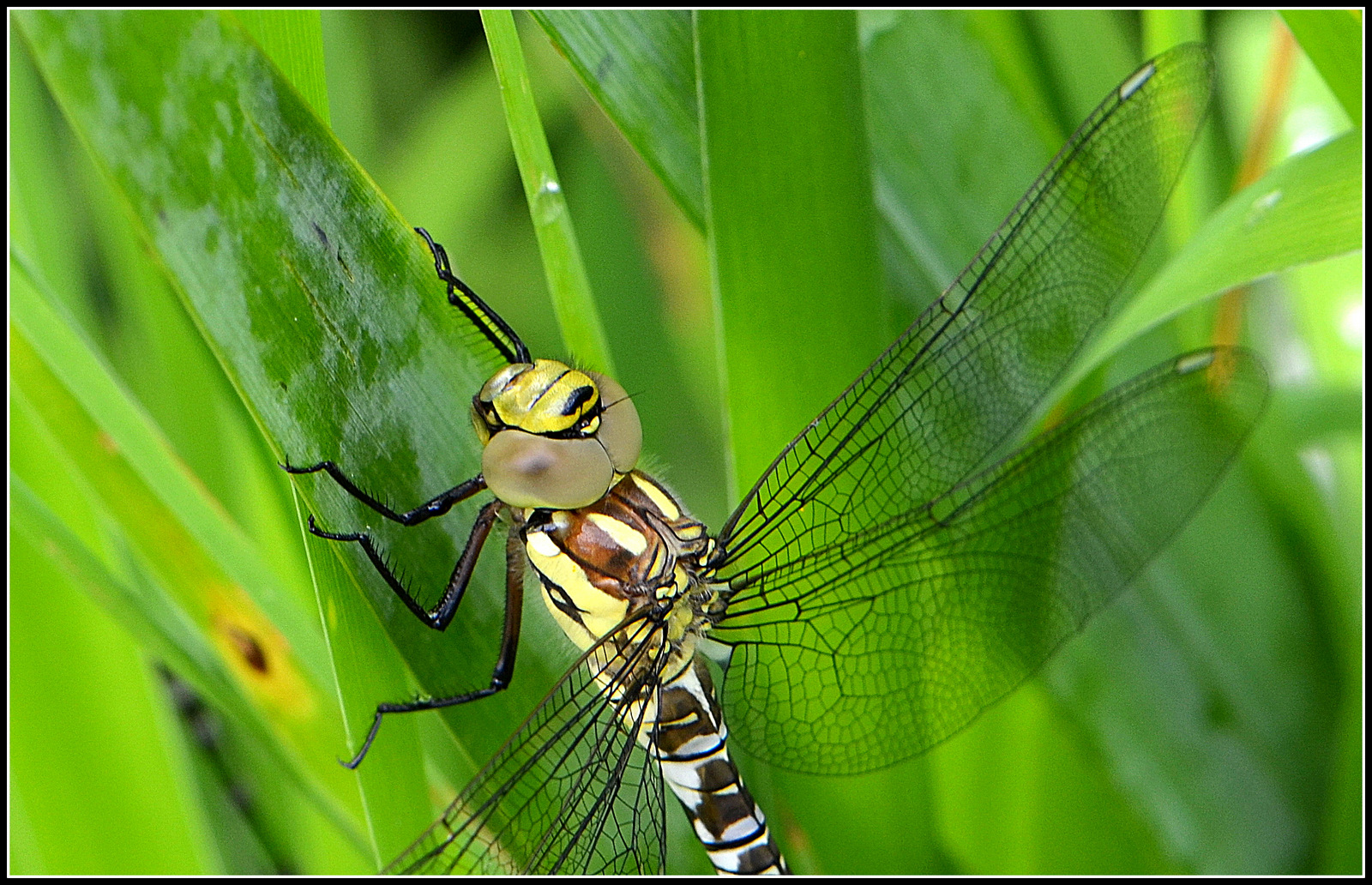 Detailaufnahme einer Libelle...