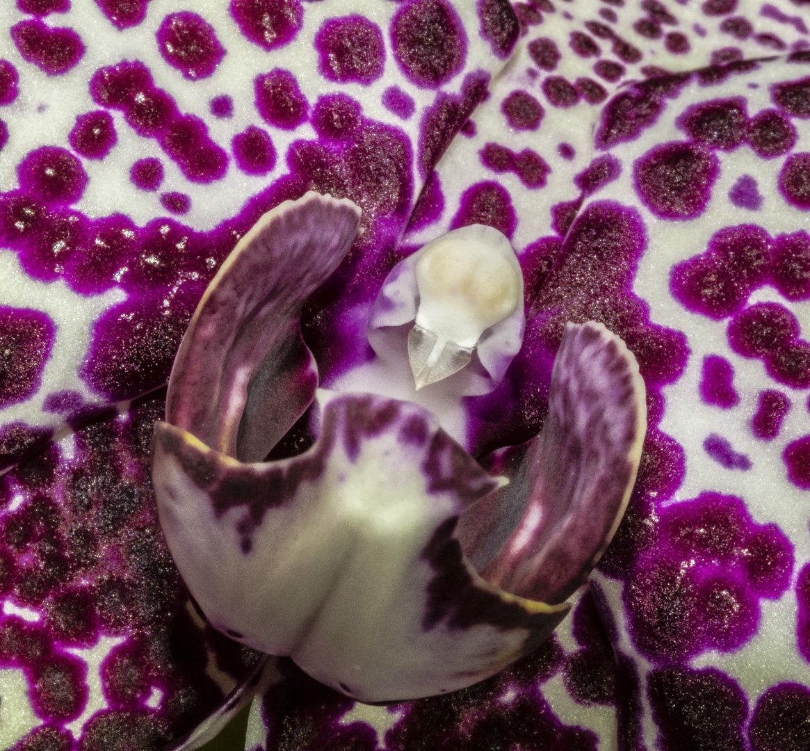 Detailaufnahme einer Orchidee