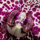 Detailaufnahme einer Orchidee