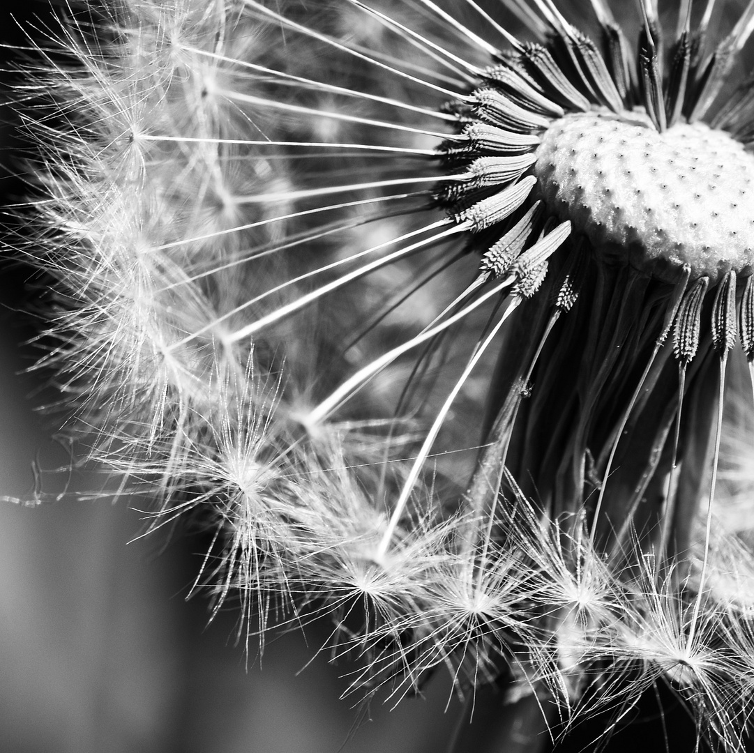 Detailaufnahme einer Pusteblume 