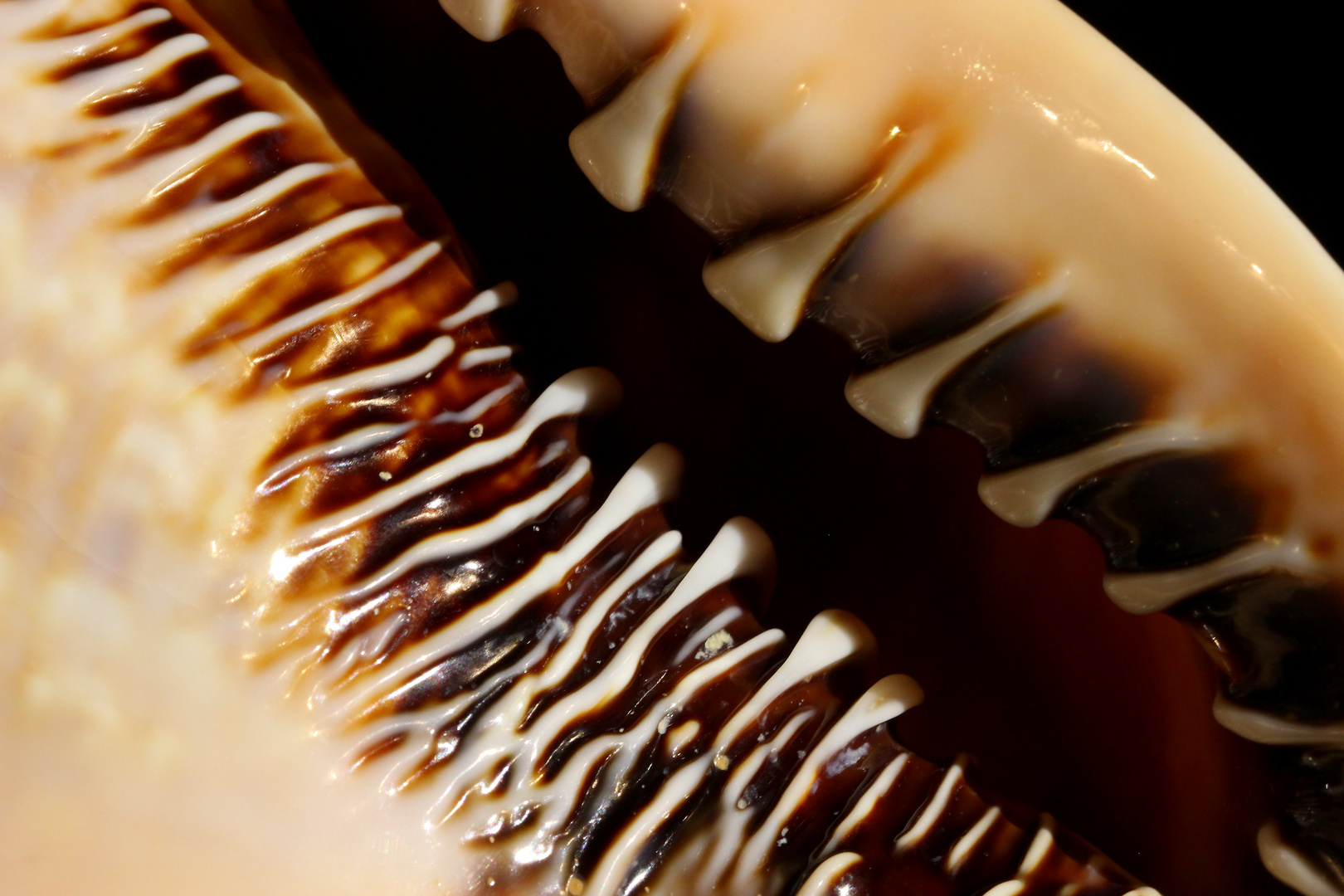 Detailaufnahme eines großen Schneckenhauses Foto & Bild tiere, wildlife, schnecken & muscheln