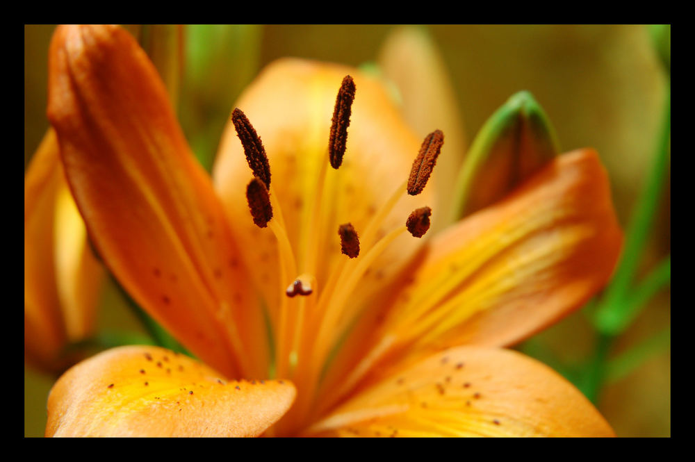 Detailaufnahme Lilium