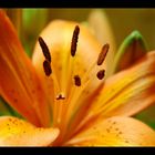 Detailaufnahme Lilium