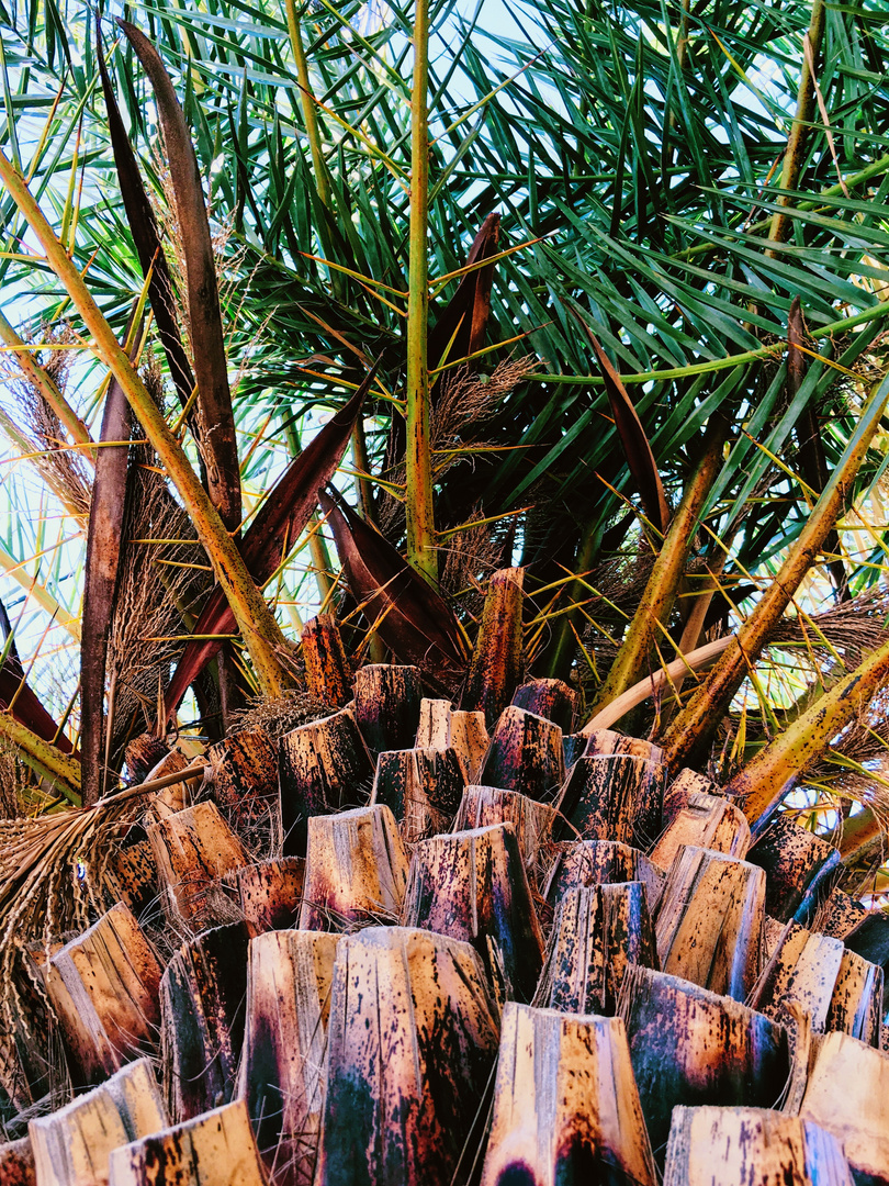 Detailaufnahme Palme in Zakros, Kreta