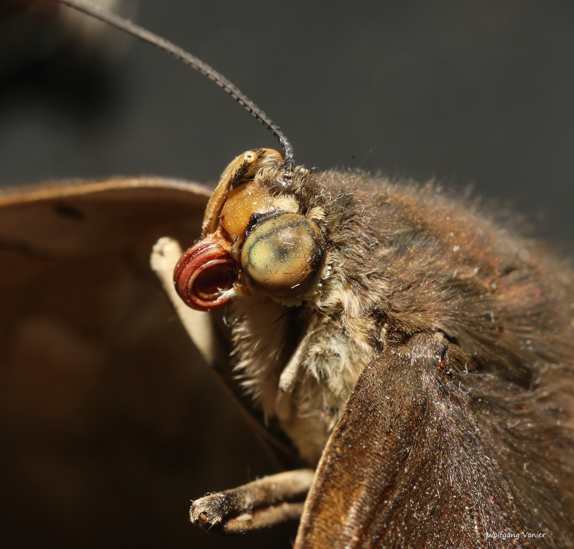 Detailaufnahme von einem Schmetterling