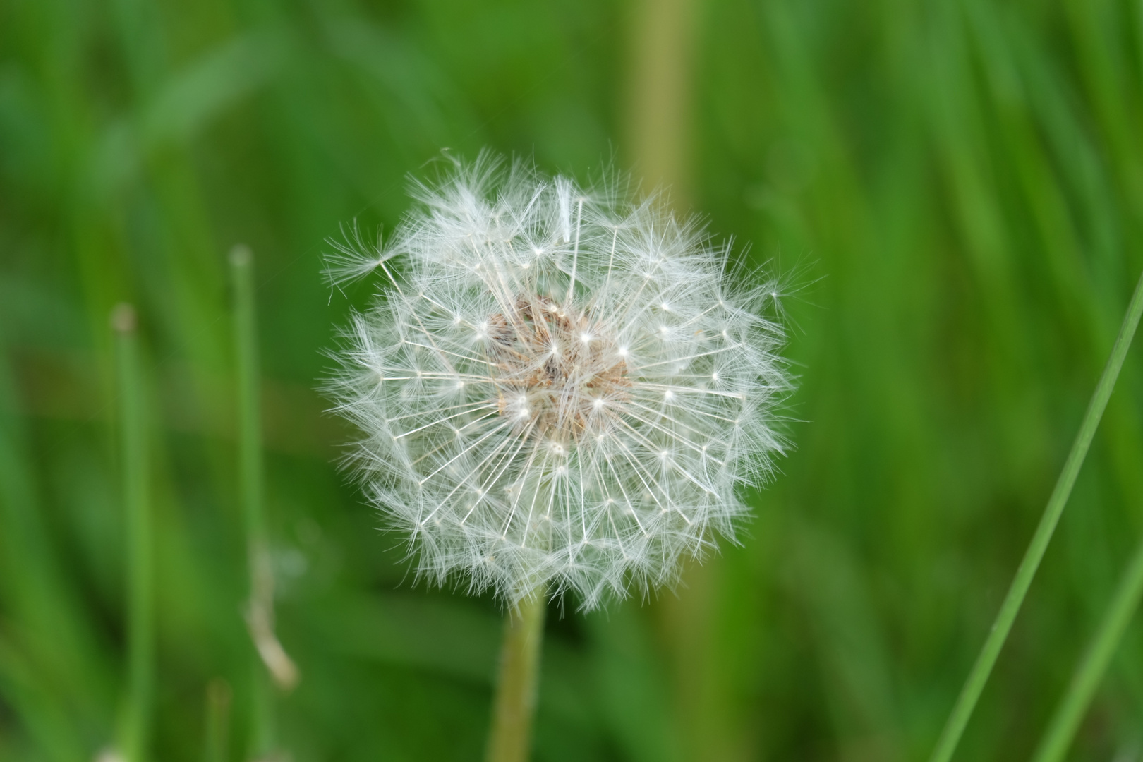 Detailaufnahne: Pusteblume