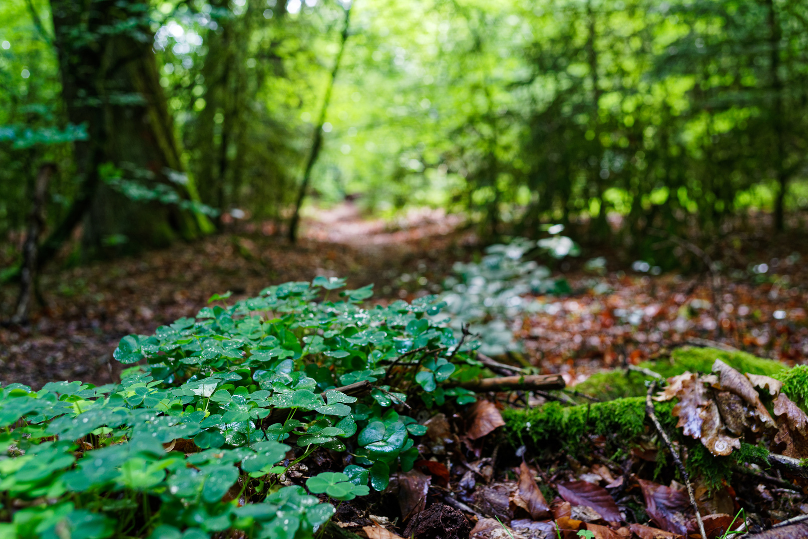 Details am Rande des Waldpfads