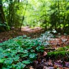 Details am Rande des Waldpfads